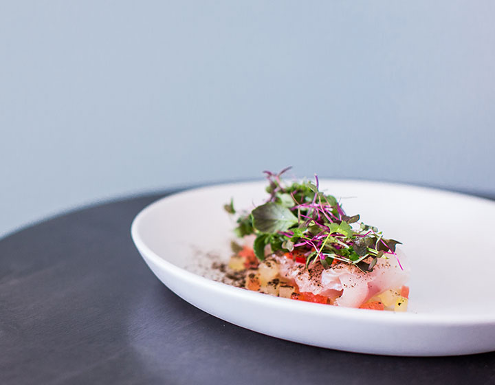 Red Snapper